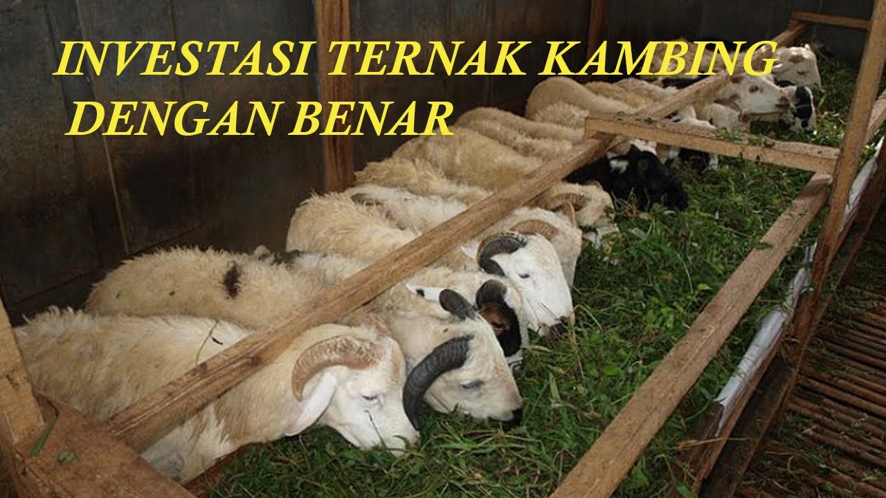 INVESTASI TERNAK KAMBING DENGAN BENAR