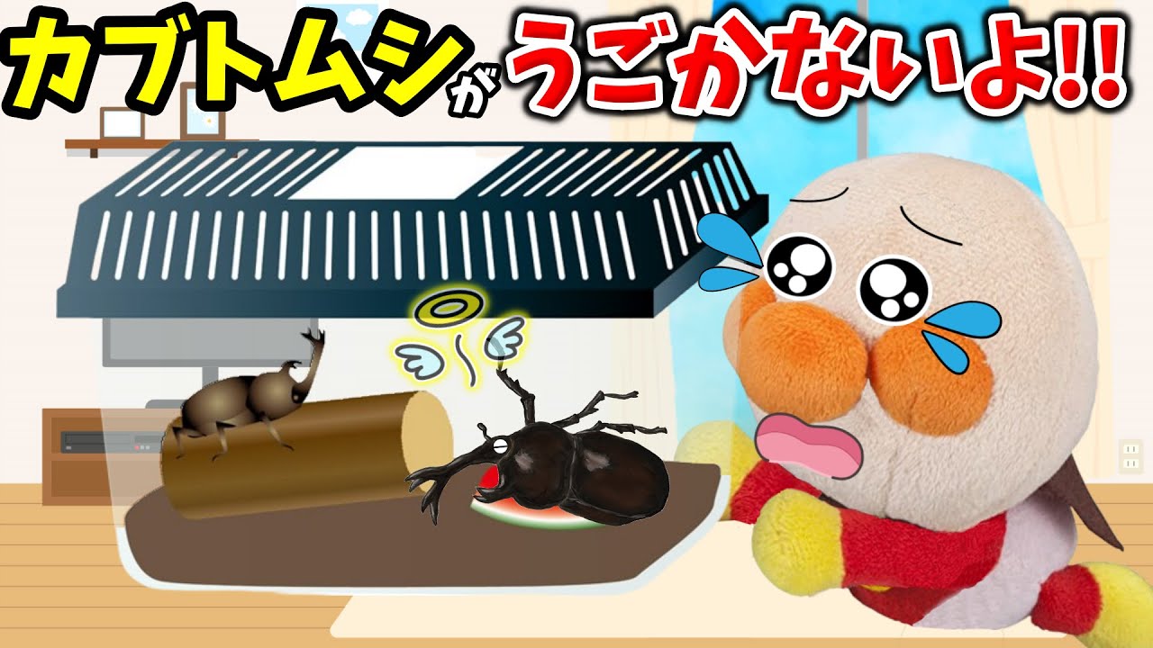 どうして！？カブトムシが動かない…アンパンマンと命を学ぼう！🐤