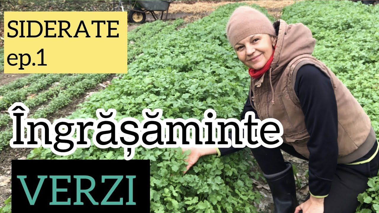 Îngrășăminte verzi pentru un pământ fertil și afânat