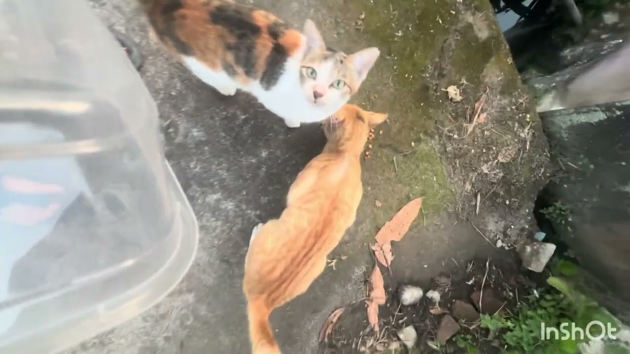 Feeding cats stray around the house I’m feeling happy about it#cat #feedingcats #feedingstraycats 