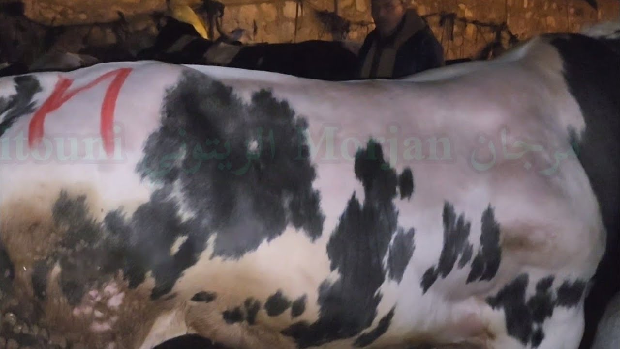 مباشرة من سوق الأسبوعي سبت سطات مع تمن تور كزاري