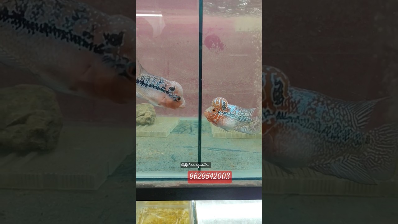 Imported SRD Flower horn available at our shop 9629542003  #flowerhorn #aquariumfish #hobbyist