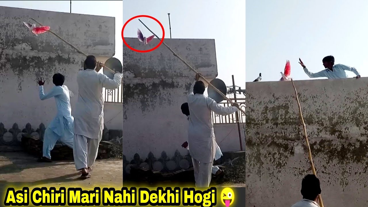 Asi Chiri Mari Nahi Dekhi 2022 Kabootar Pakrne Ka Josh Or Jazba