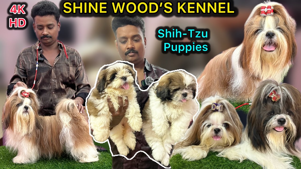 Shih-tzu Puppies |🥰Shihtzu Dogs For Sales | 4k | Toy Breed Dogs | Dog Lovers | Dogs tamil #shihtzu