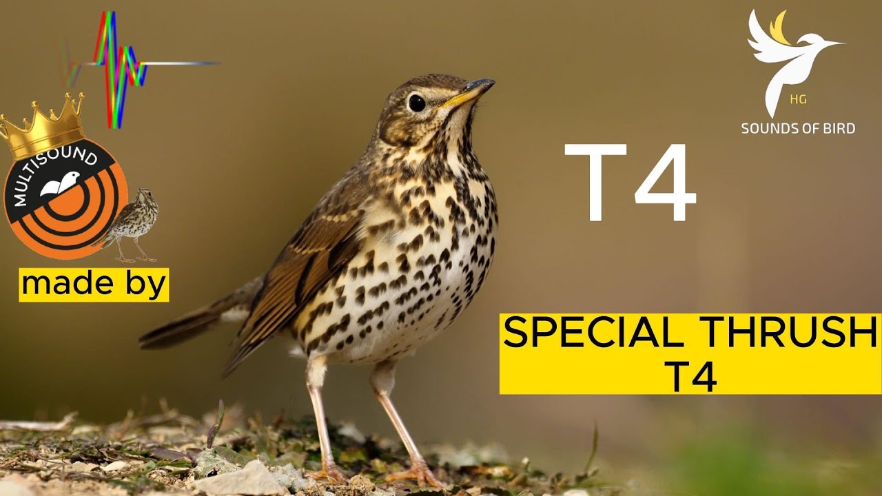 صوت سمن للصيد , SPECIAL THRUSH by Multisound