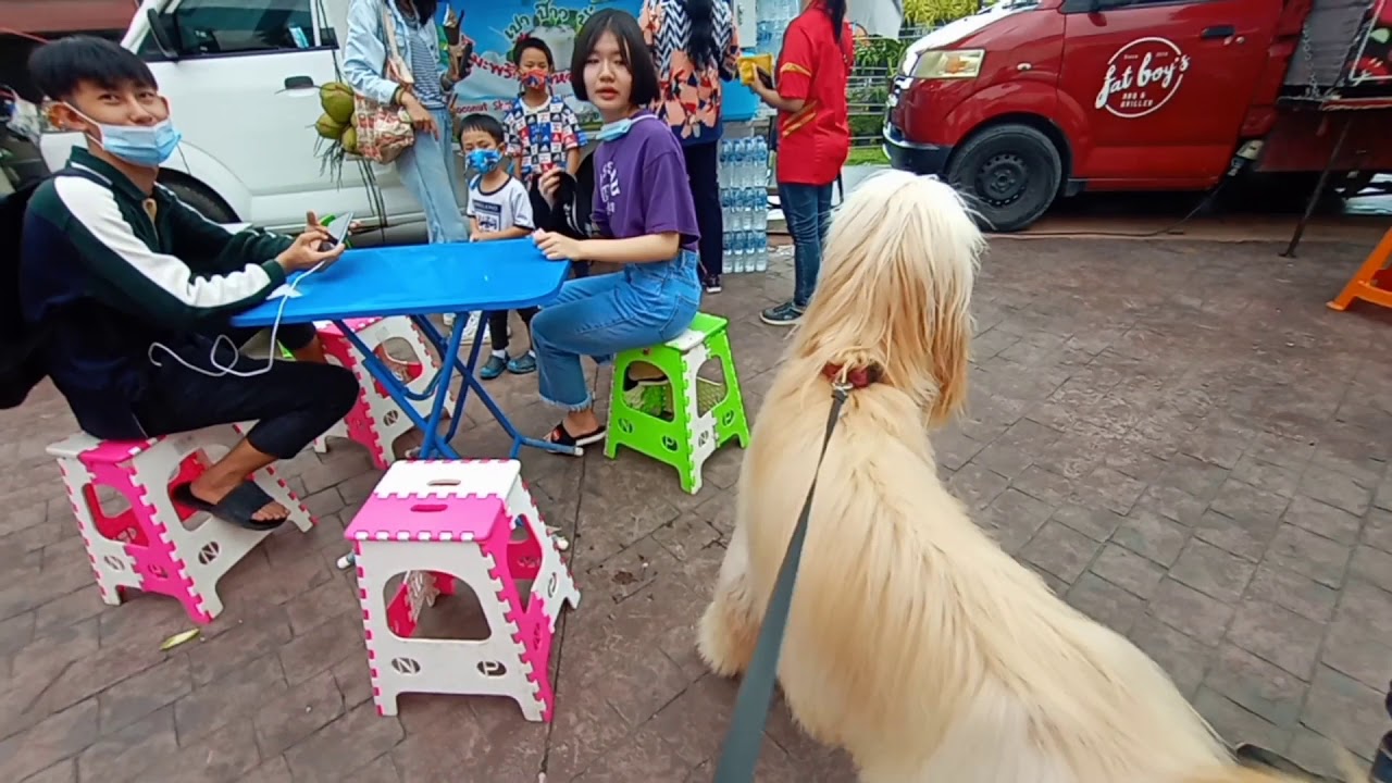 Going places with an Afghan Hound dog