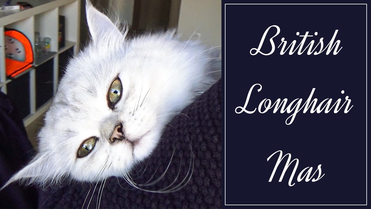 British Long hair kedi'nin bir g&uuml;n&uuml;