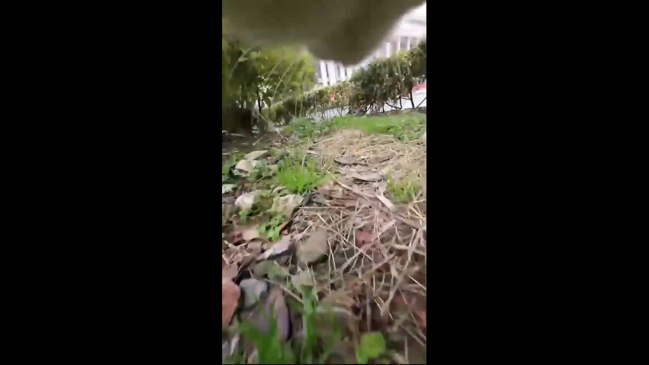 Curious Cat POV Cam | Exploring Streets and Corners Live