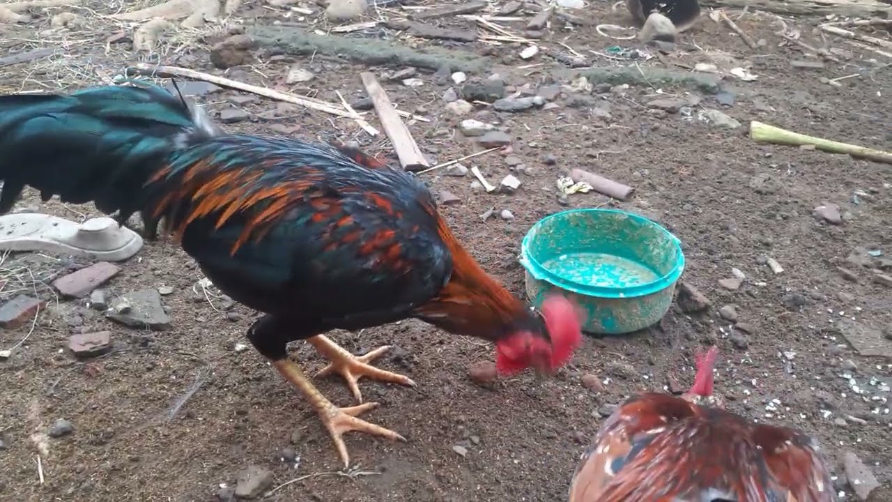 Ternak ayam kampung rumahan