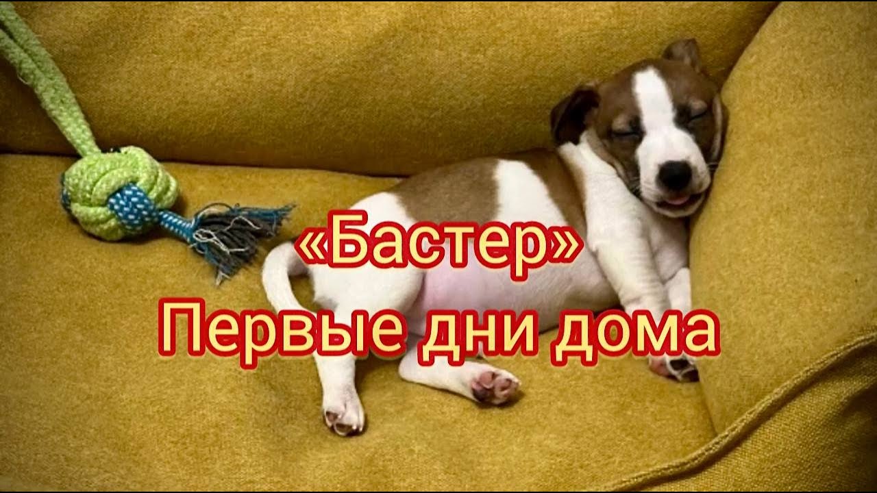 Бастер. Первые дни дома, воспитание щенка Джек Рассел терьра, принятие в стаю и приучение к туалету