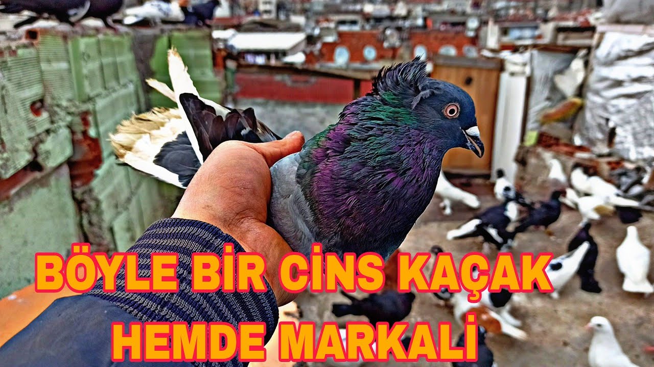 CİNS KAÇAK HEMDE MARKALİ SAHİBİNİ ARADİK