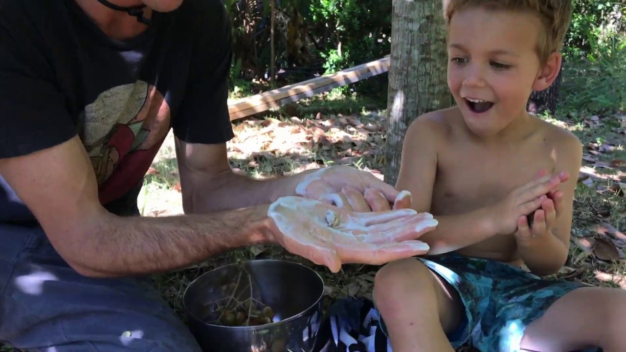 The Magic of Soapberries