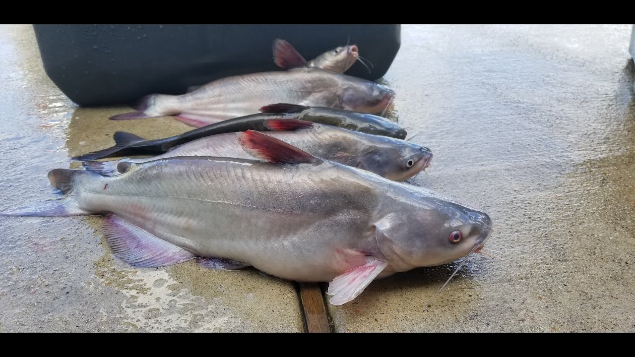 Kayak Fishing Lake Houston vlog14