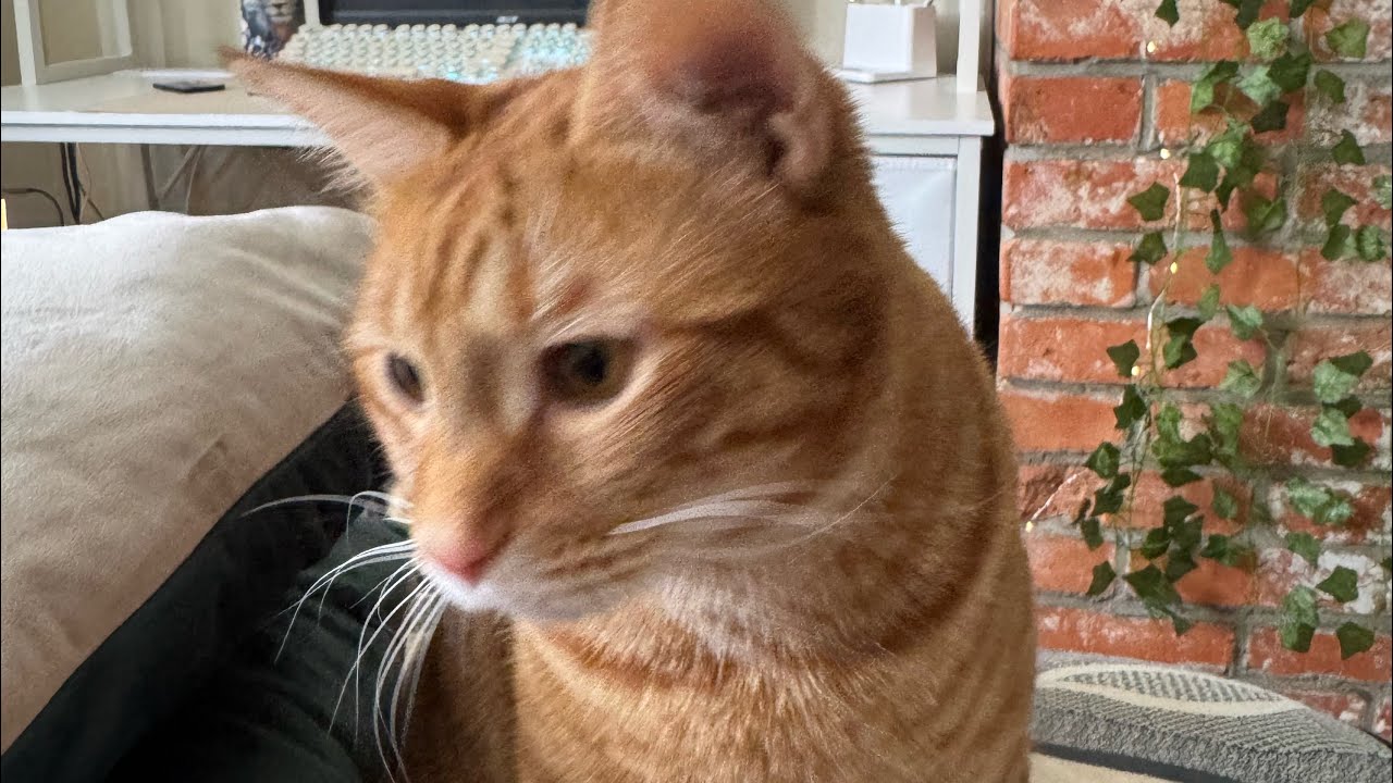 Is That Cat Hair? is live!