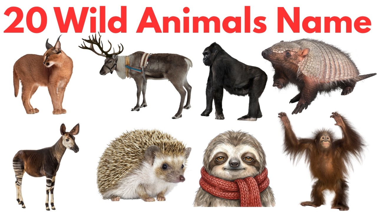 20  जंगली जानवरों के नाम सीखें बच्चों के लिए |  Learn 20 Wild Animals Names in English with Pictures