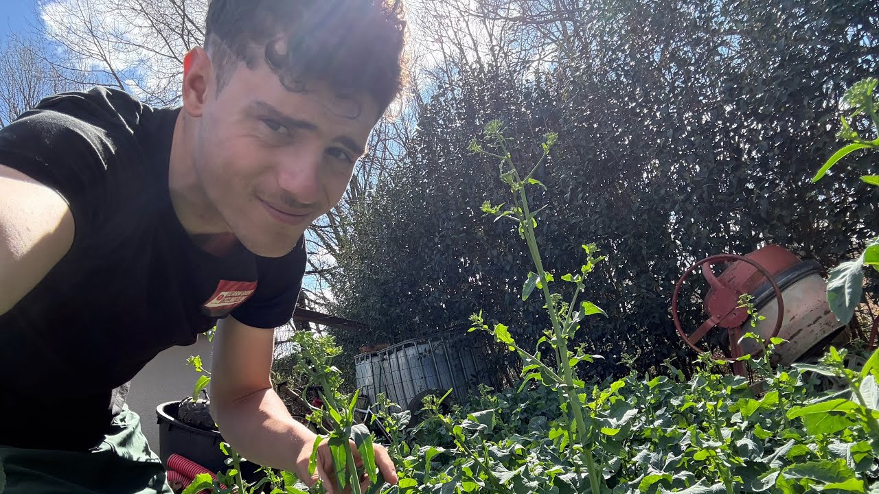 Visite des colzas bientôt en floraison (bonus) 🌼-2026
