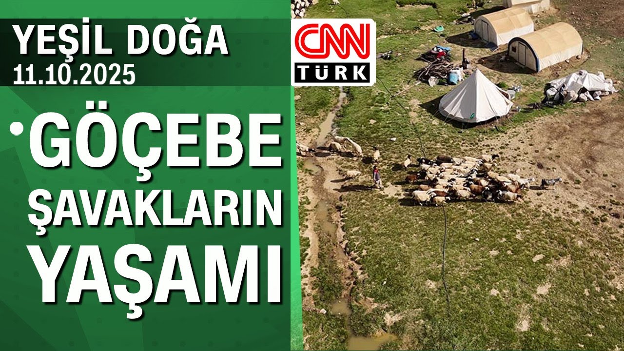 Göçebe Şavakların yaşam öyküsü - Yeşil Doğa 11.10.2025 Cumartesi