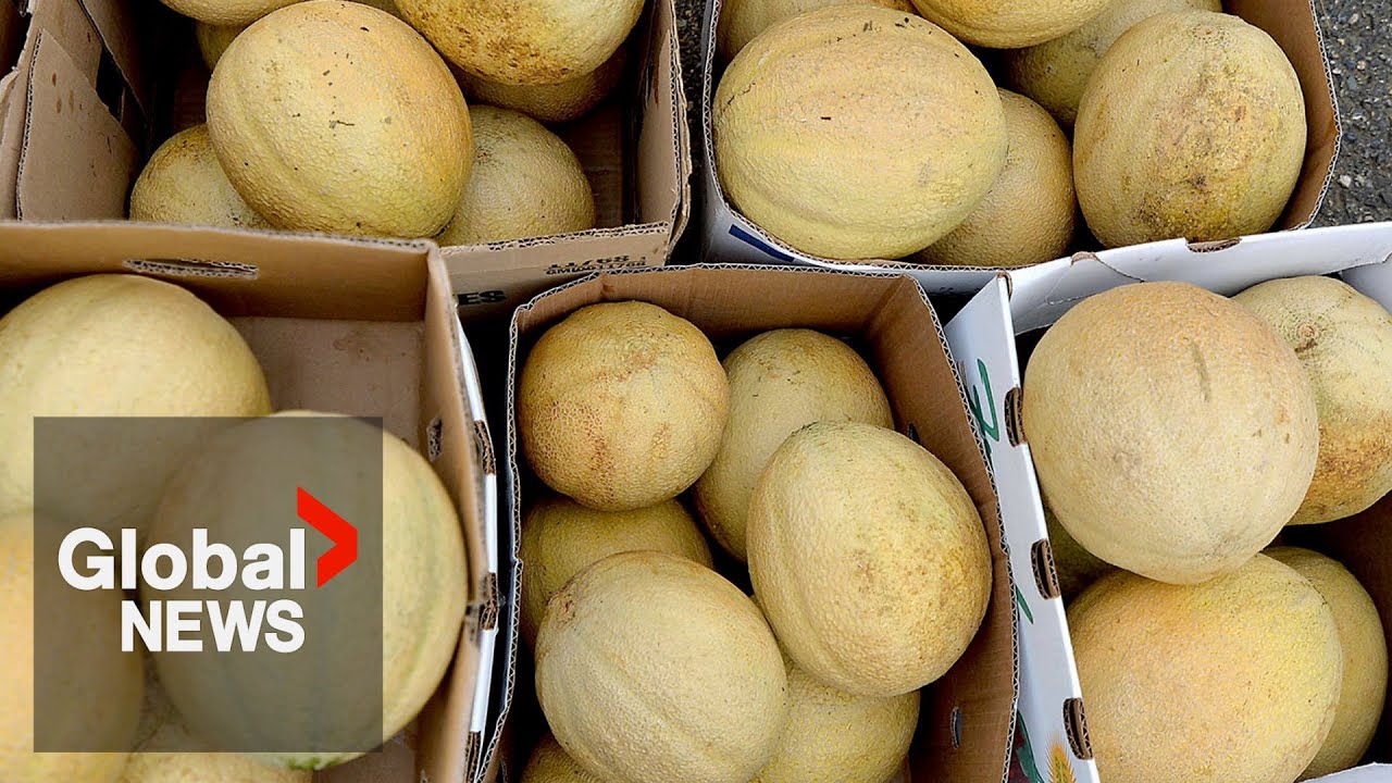 Cantaloupe salmonella outbreak: Canada's death toll rises to 5, PHAC says