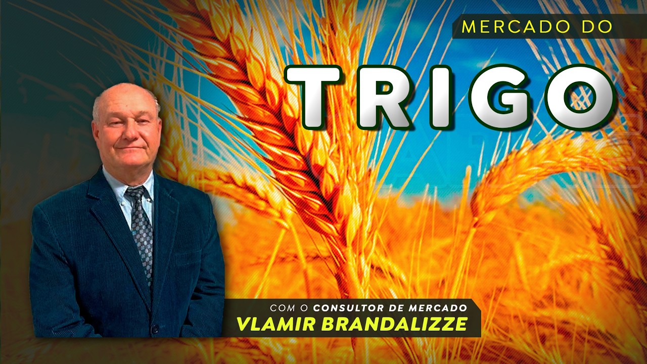 Produtores de trigo podem ter esperança no mercado internacional.