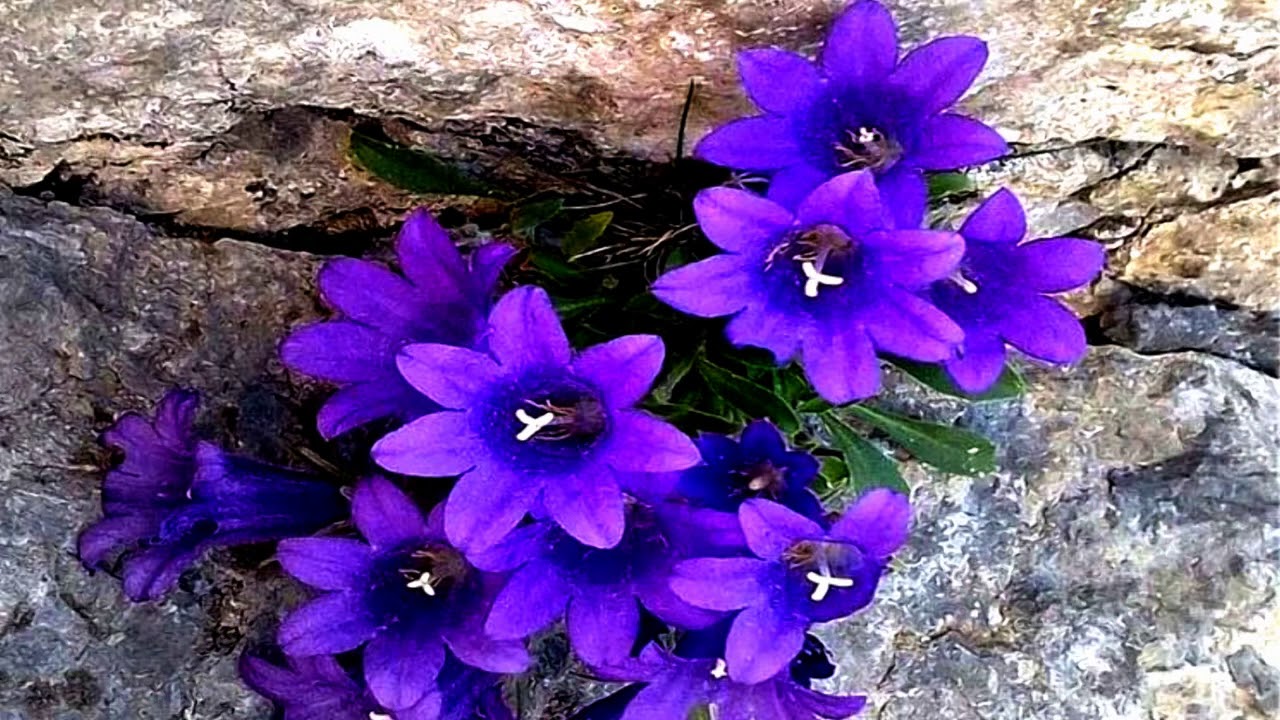 Beautiful & Strong flowers (HD1080p)