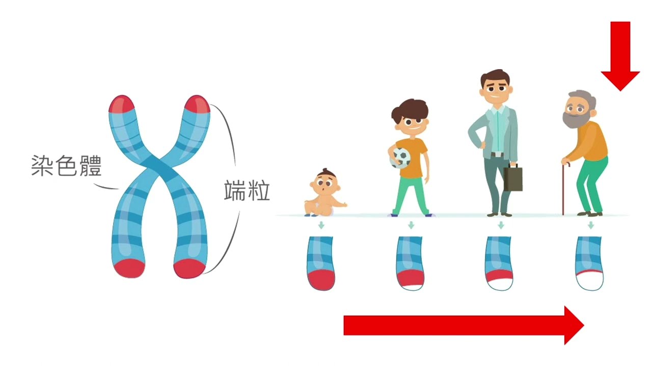 111健康心理學｜第五組｜美國退伍軍人敵意與端粒長度的關聯