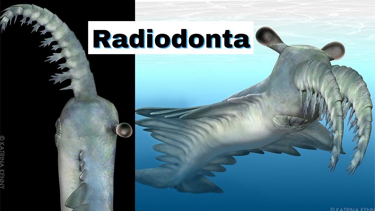 Bizarre Sea Beast Radiodonta with a Circular Mouth full of Serrated Teeth