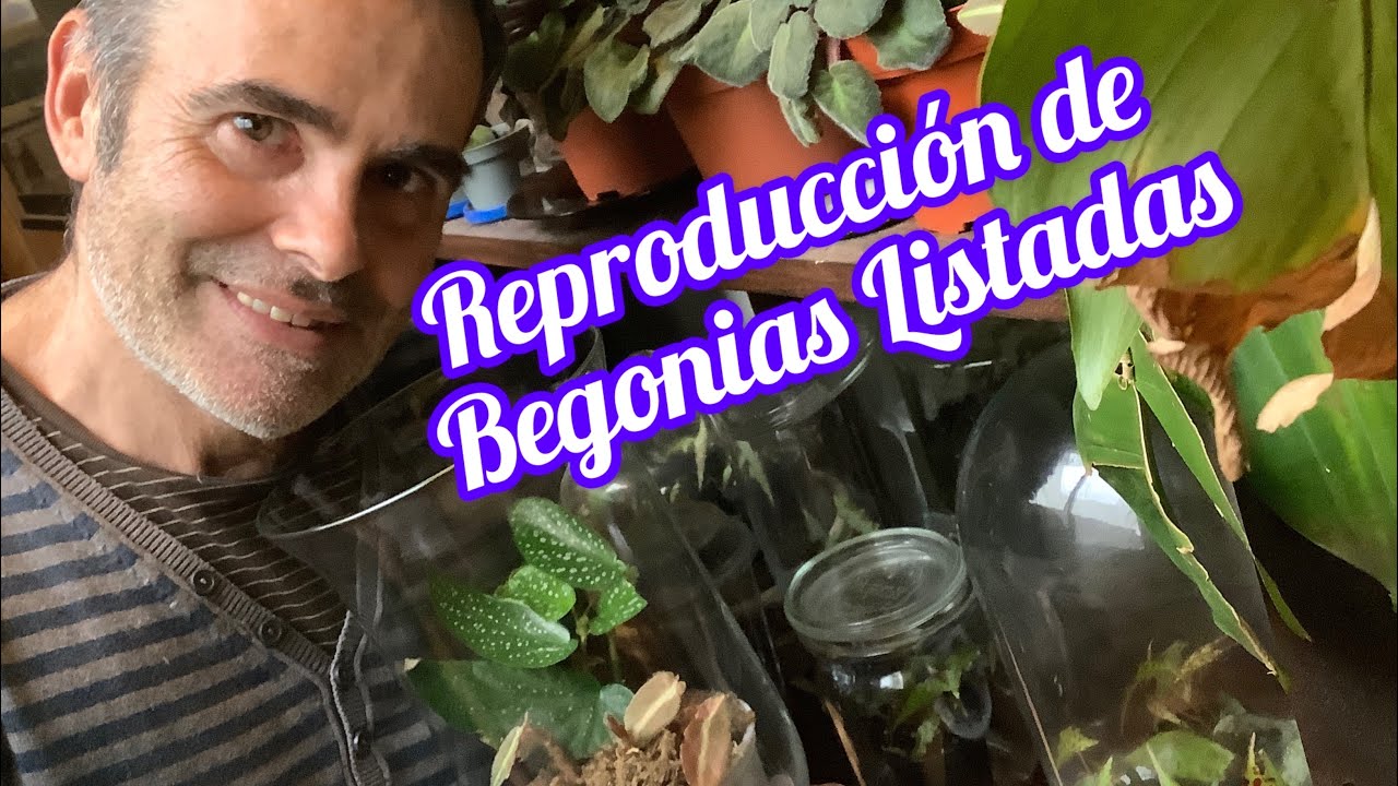Reproducción de Begonias Listadas CAP  241