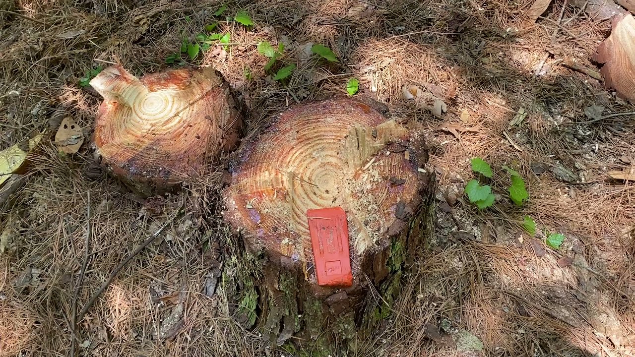 Special cut for felling tall skinny trees