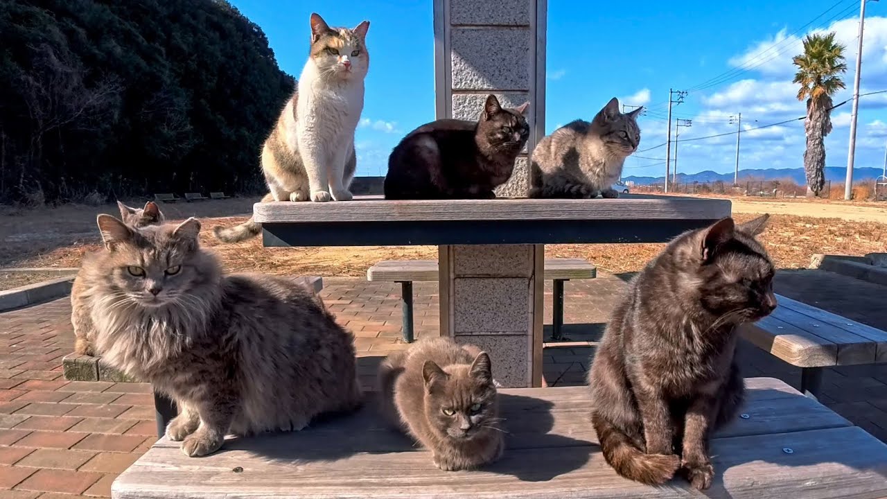 公園のテーブルに座るとあっという間に猫に取り囲まれる