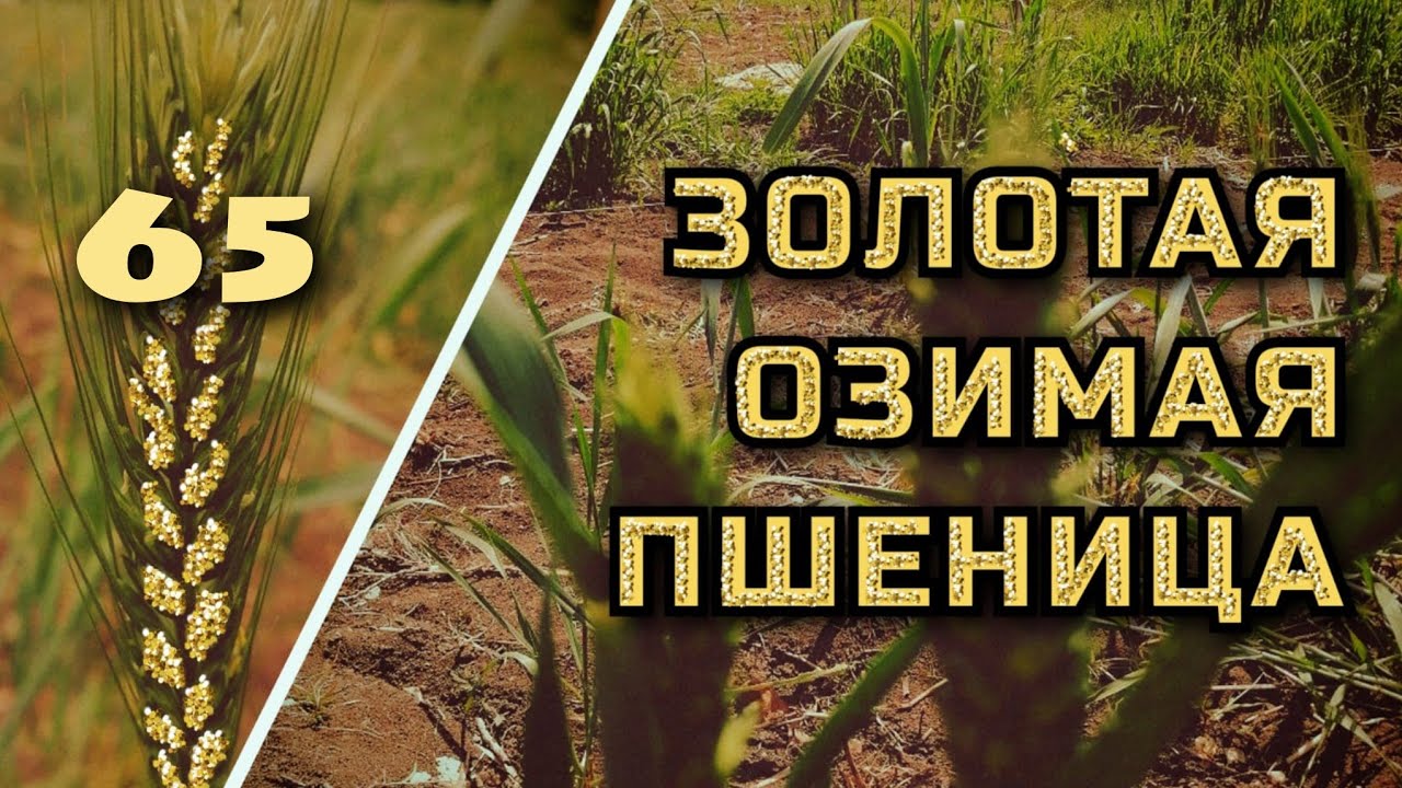 Пшеница будущего (часть 3)
