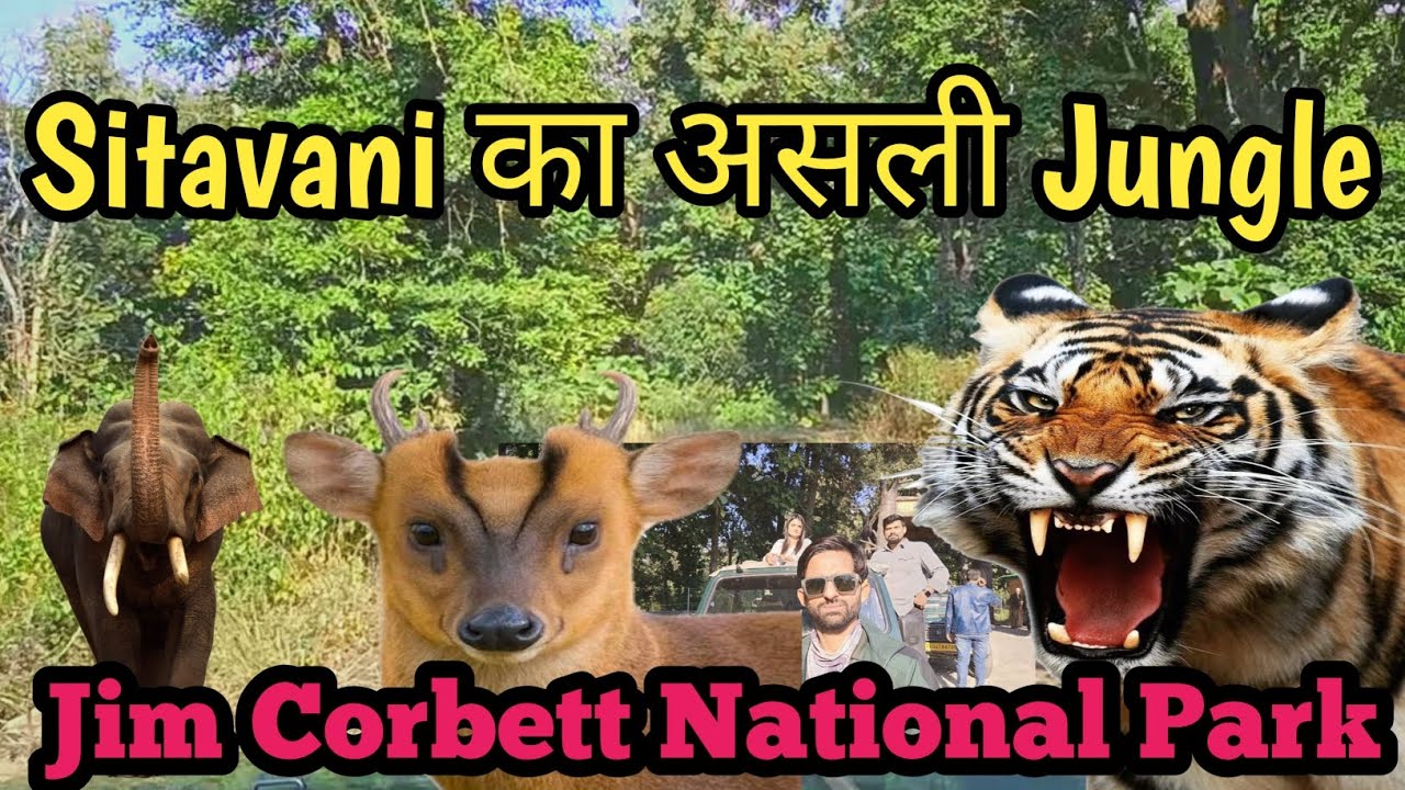 Sitavani Safari का असली रोमांच। Barking Deer Elephant Corridor & Kaal Movie Spot