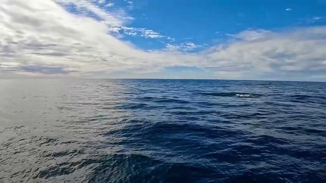 Whale Watching at Moss Landing