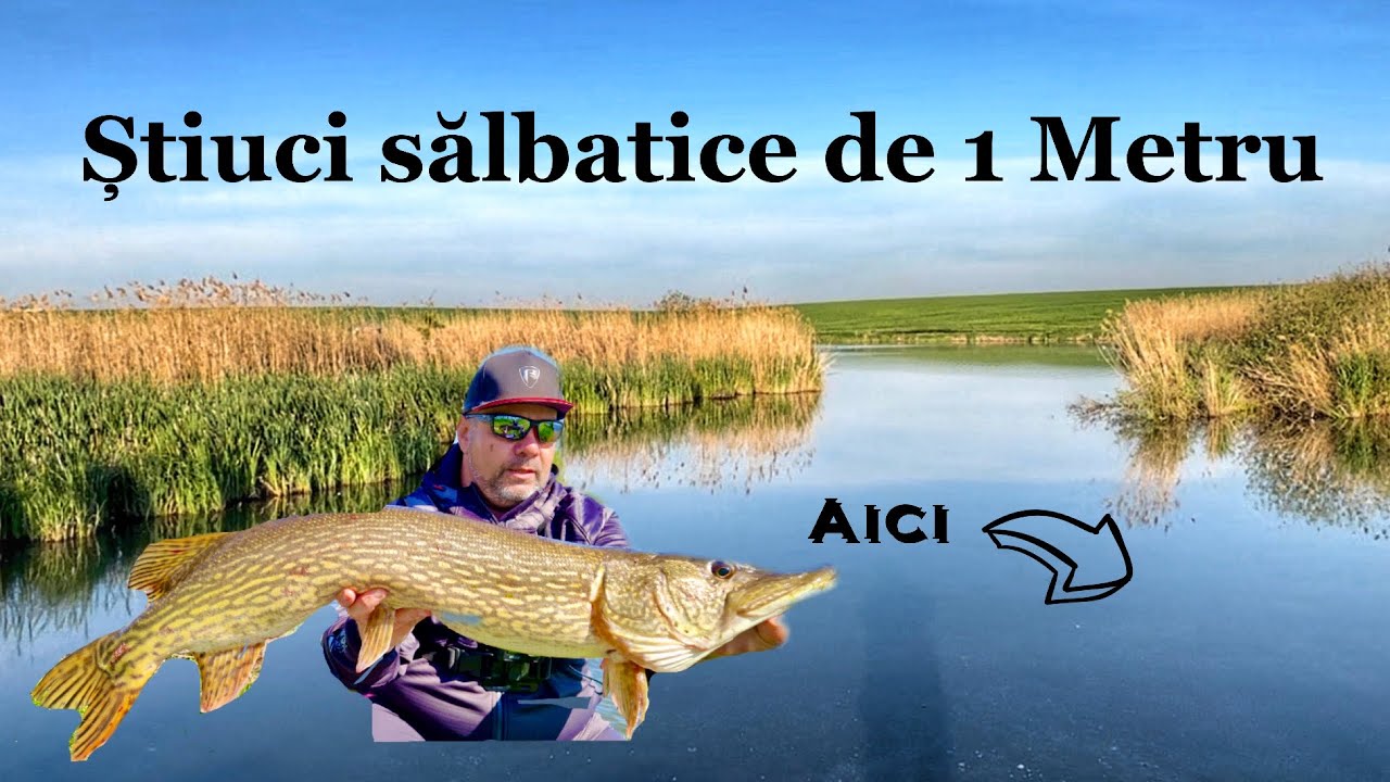 Pescuit pe balta cu STIUCI salbatice de 1 METRU