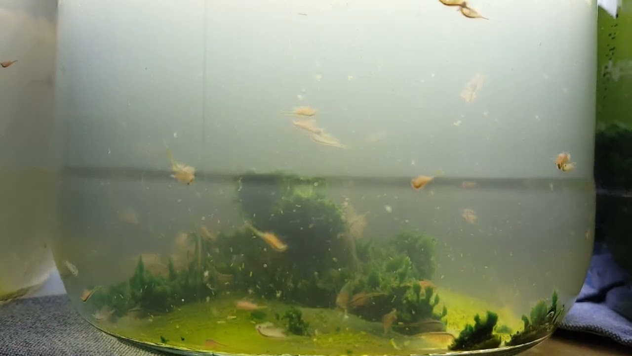 Aufzucht der Nauplien