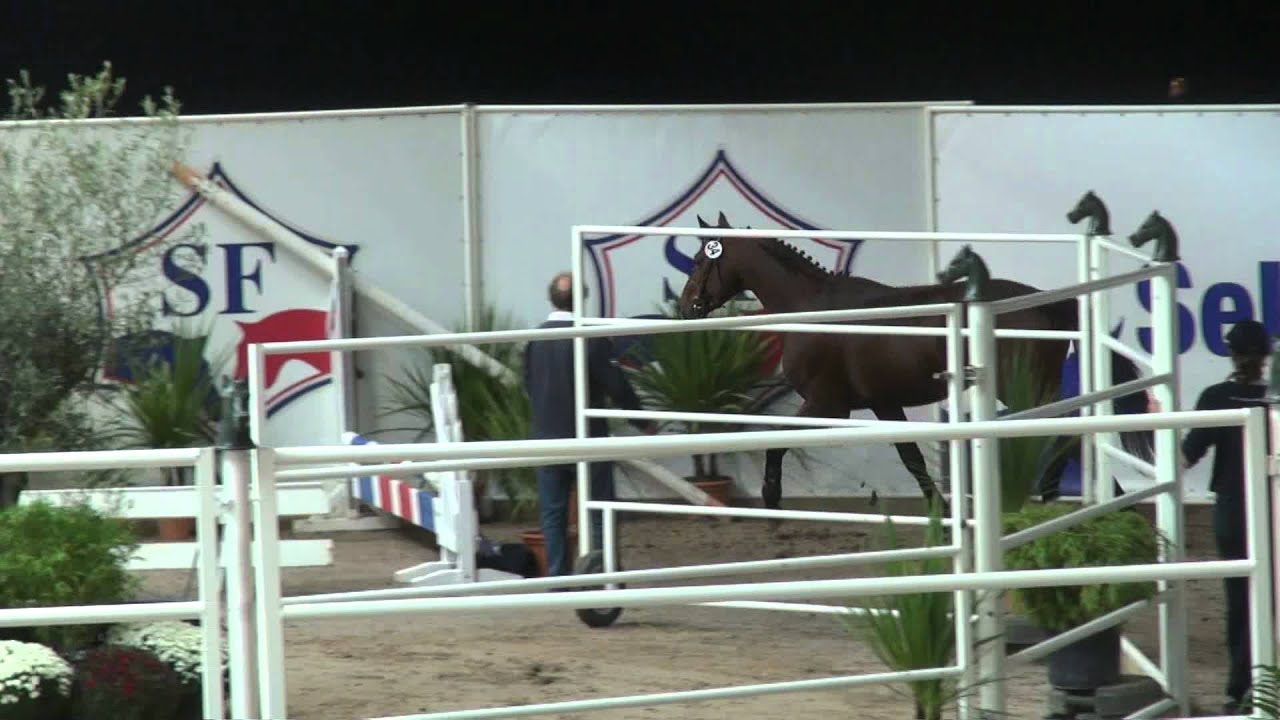 Vigo Cece (webstallions.com)