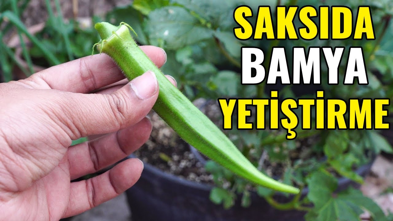 Bamyaya Para Verme! Evde Yetiştir Bol Bol Topla! Saksıda, Bamya Yetiştirme P&uuml;f Noktaları