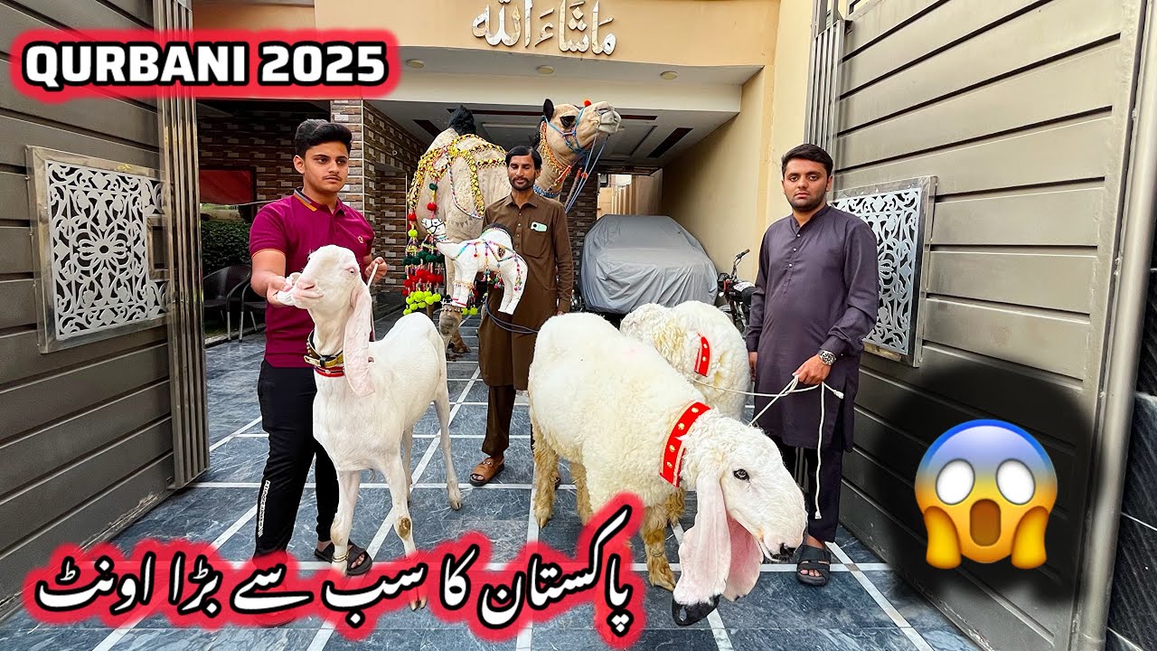 Pakistan Ka Sabse Bara Camel 😱 ? Abaid Bhai Ke Qurbani 2025 Gujranwala