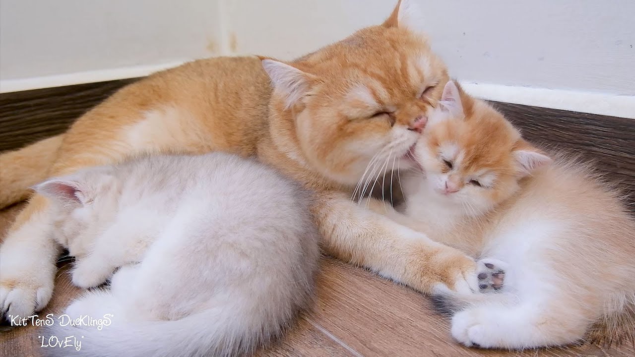Donut and Taco played ball with their dad and then snuggled up in father cat Leo's lap for a nap.