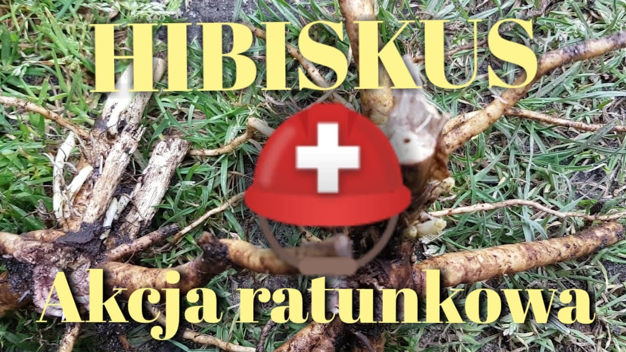 Hibiskus - akcja ratunkowa