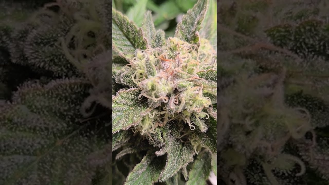 🌬️ Air Kush by Adonhusa Genetics  #homegrown #cannabiscommunity #cannabiscontent #cannabisdaily