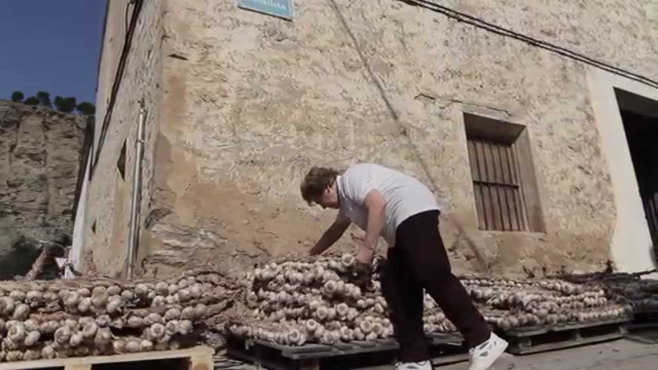 Ajo Rojo de Falces (Navarra)