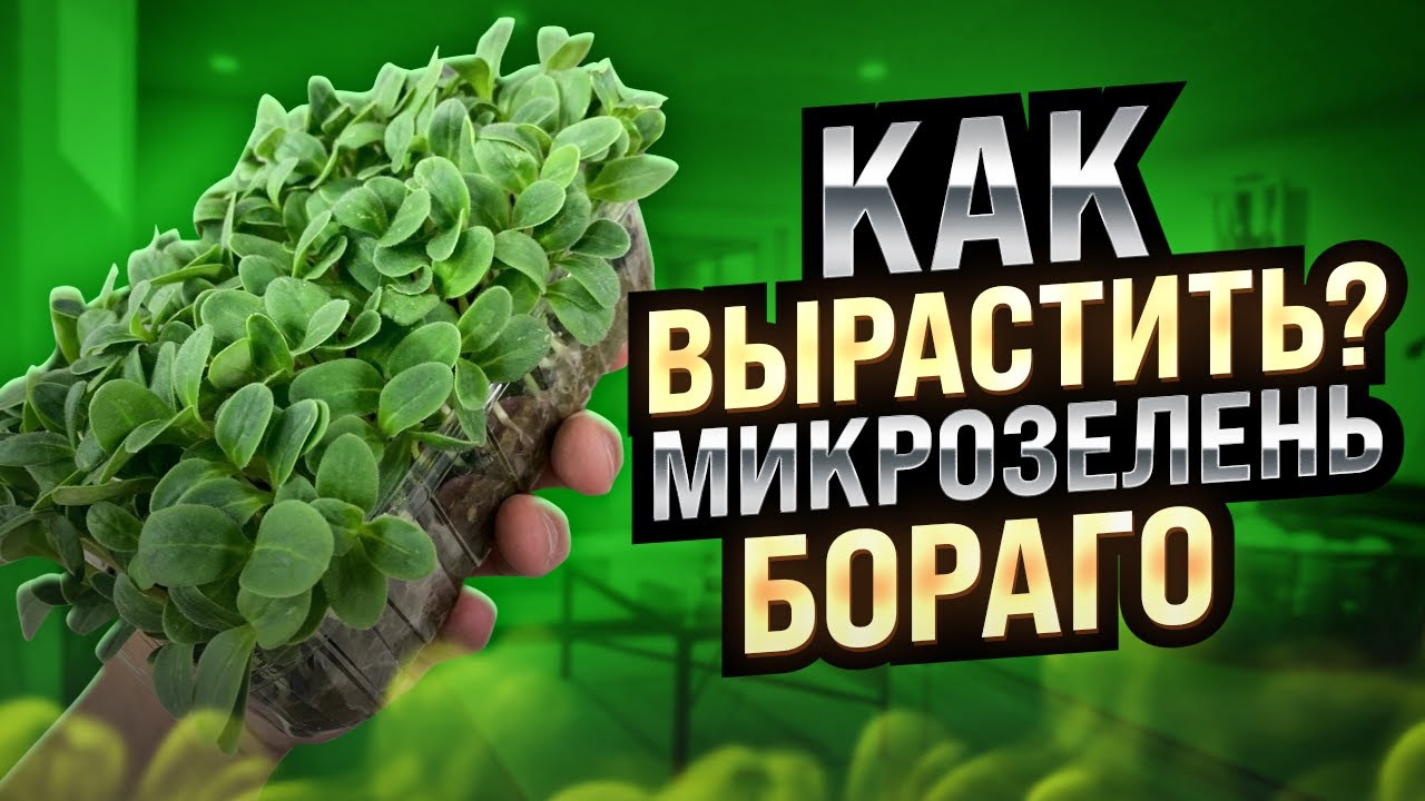 Как вырастить микрозелень бораго?