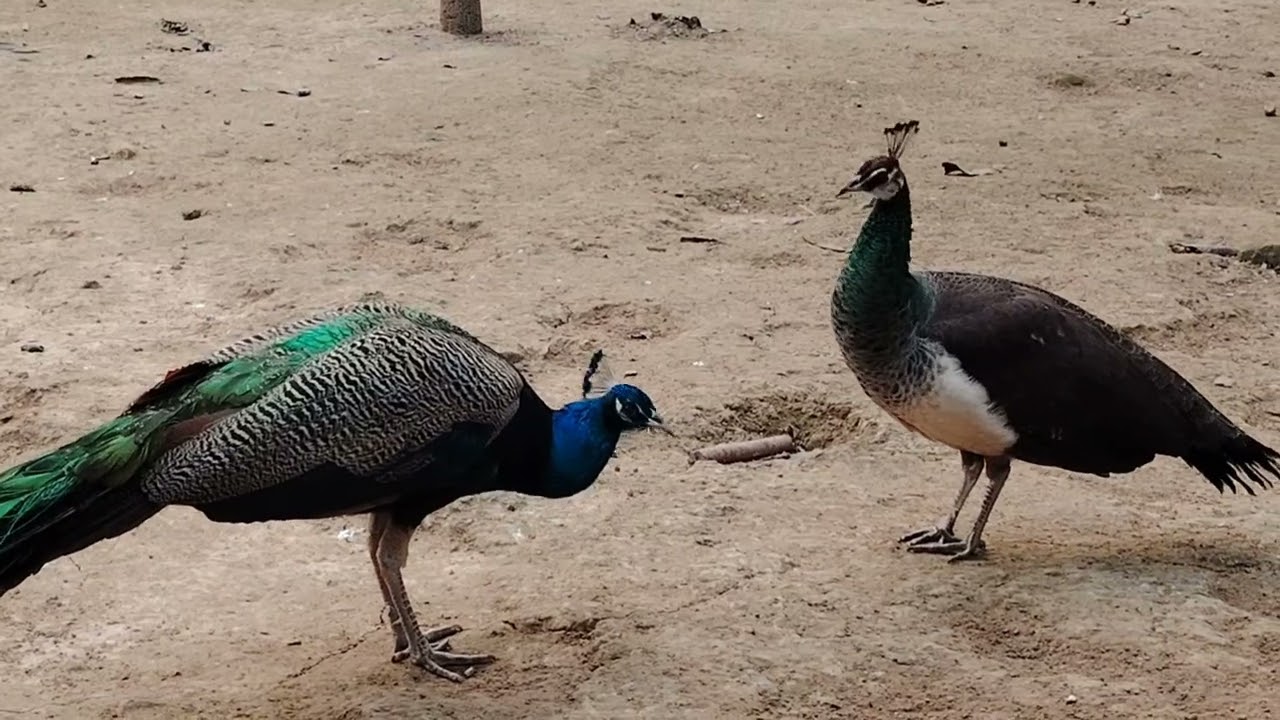 ময়ূর-Peacock