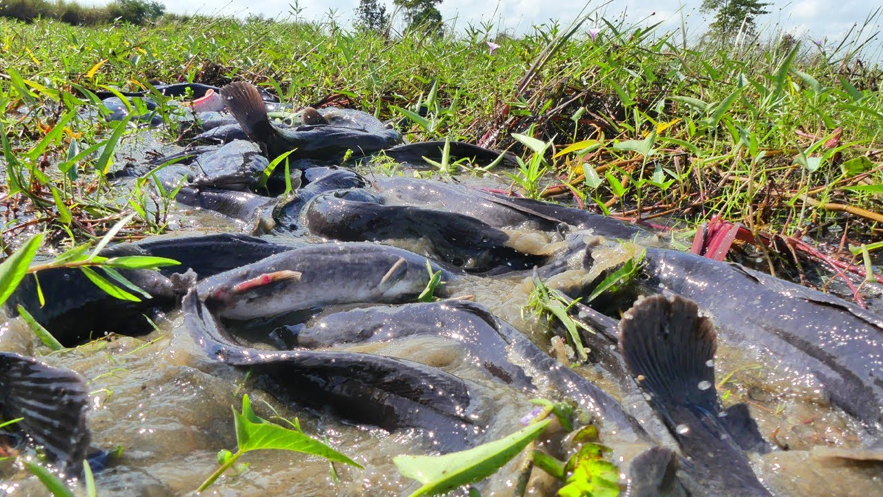 Unbelievable Fishing! a Fisherman Catch a lot of Big Fishes under Moss at Field after Raining