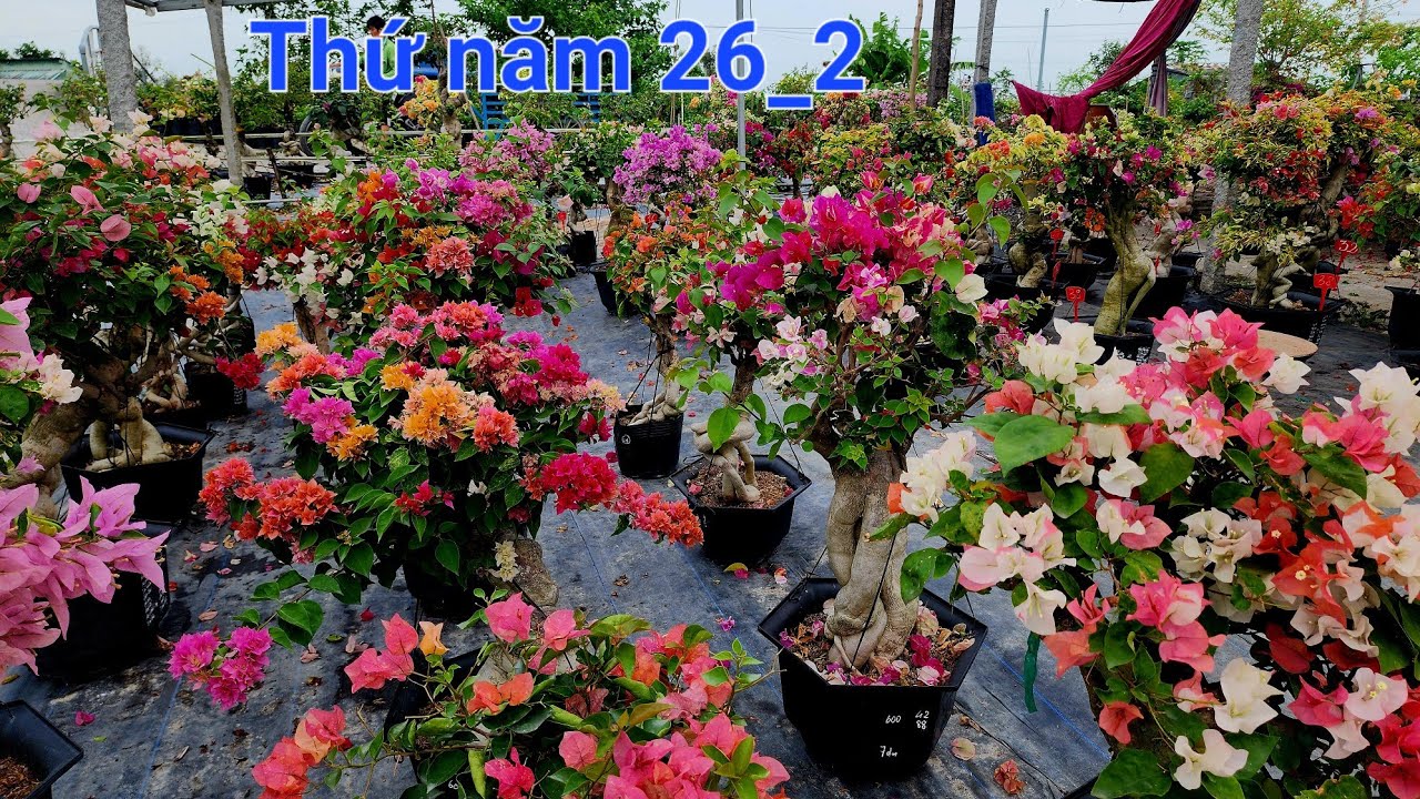 Thứ năm 26_2 gốc đẹp nhiều màu giá tốt ☎️ 0842 611 244. CTMT 