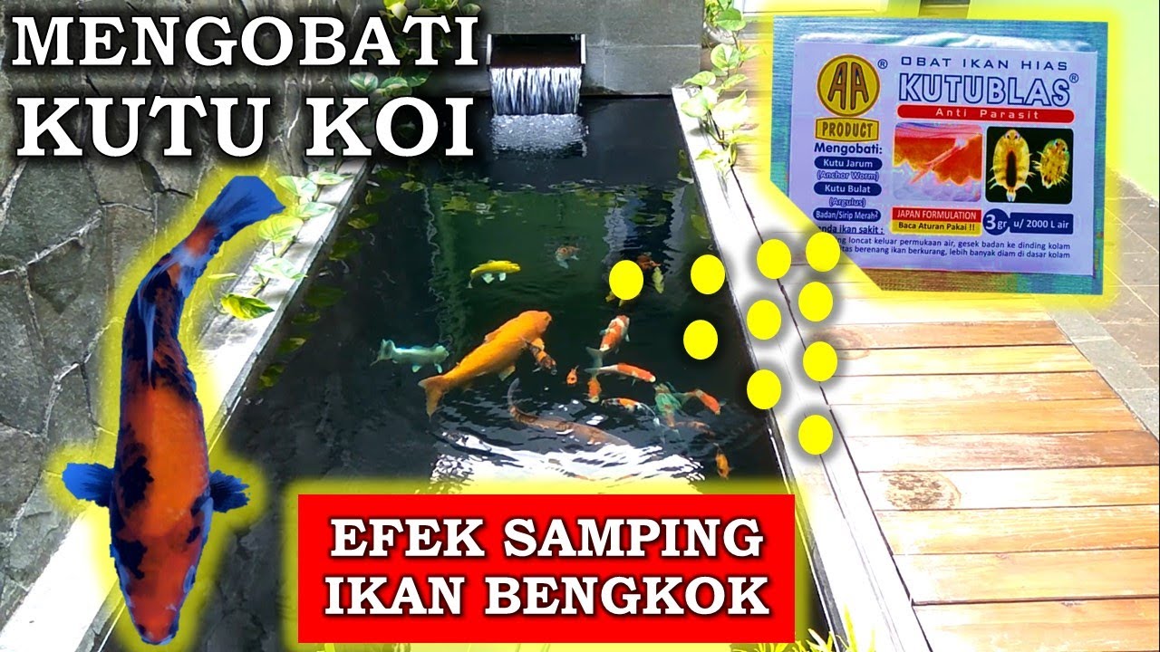 CARA MENGATASI DAN MENGOBATI KUTU IKAN KOI | IKAN BENGKOK | kutublas