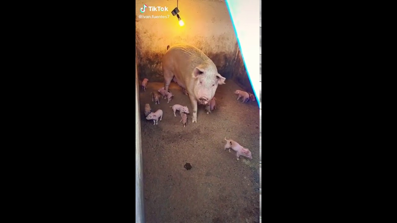 El Marrano En Tik Tok 2020