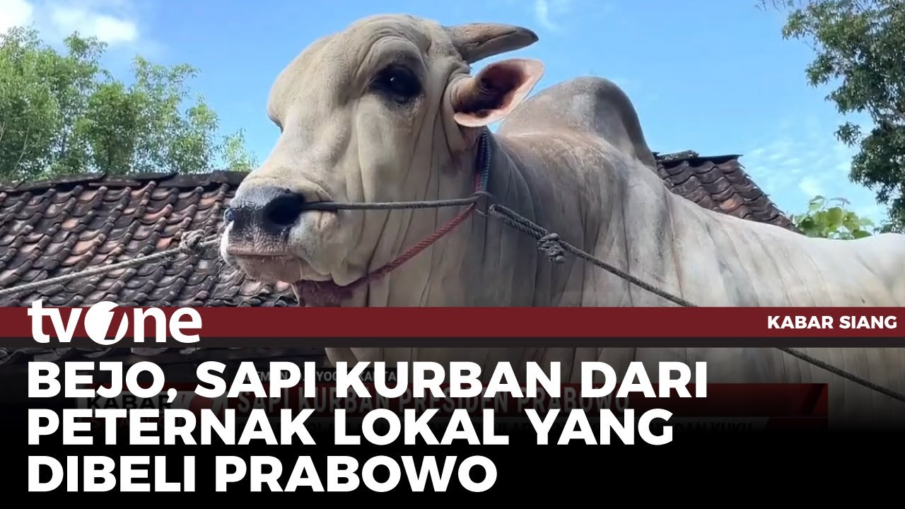 Sapi Kurban Presiden Prabowo di Sleman Diisolasi | Kabar Siang tvOne