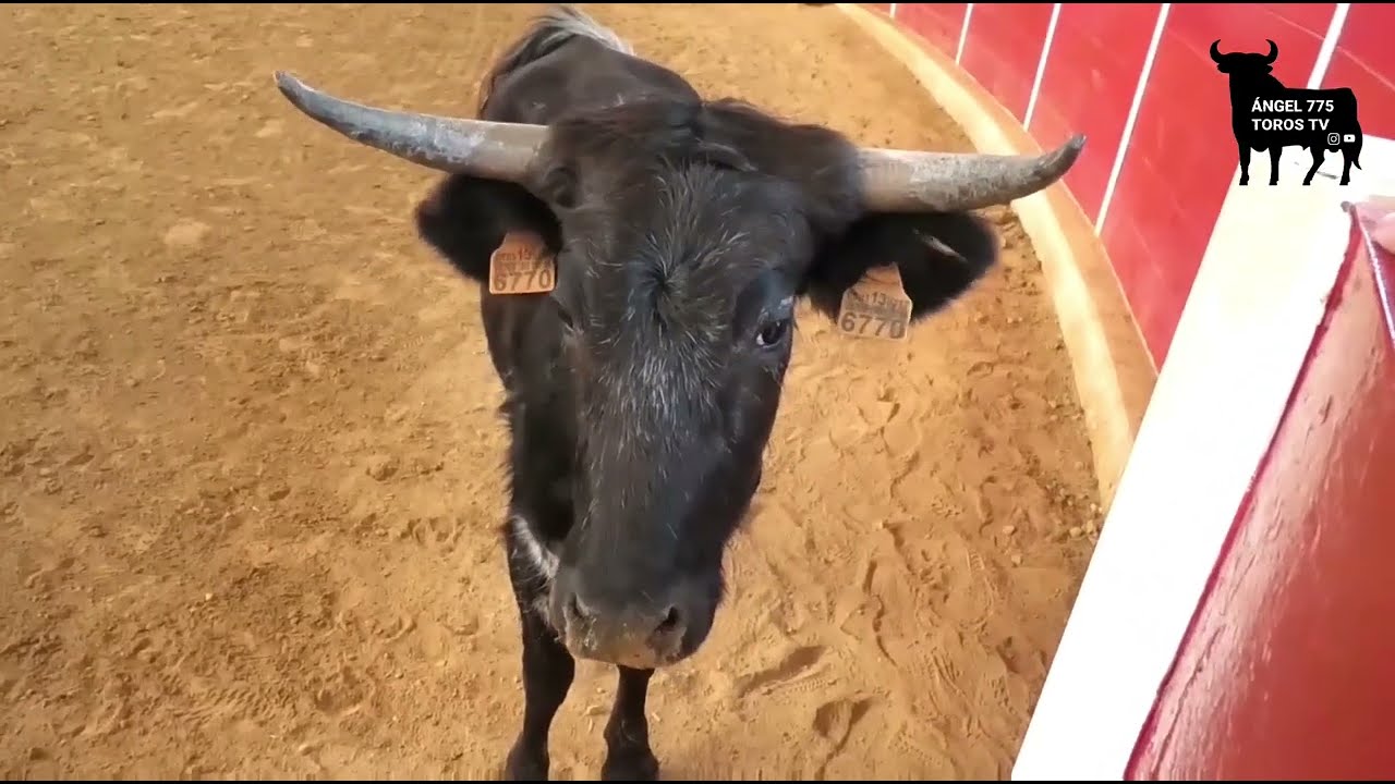 CAPEA EN LA GANADERIA NAZARIO IBAÑEZ 2022 (2DA PARTE)