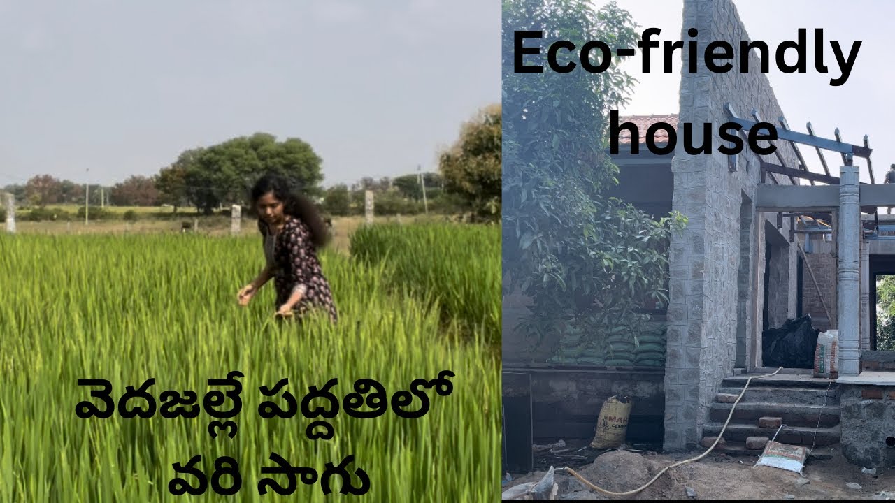 A day at my farm|| eco-friendly house || paddy cultivation